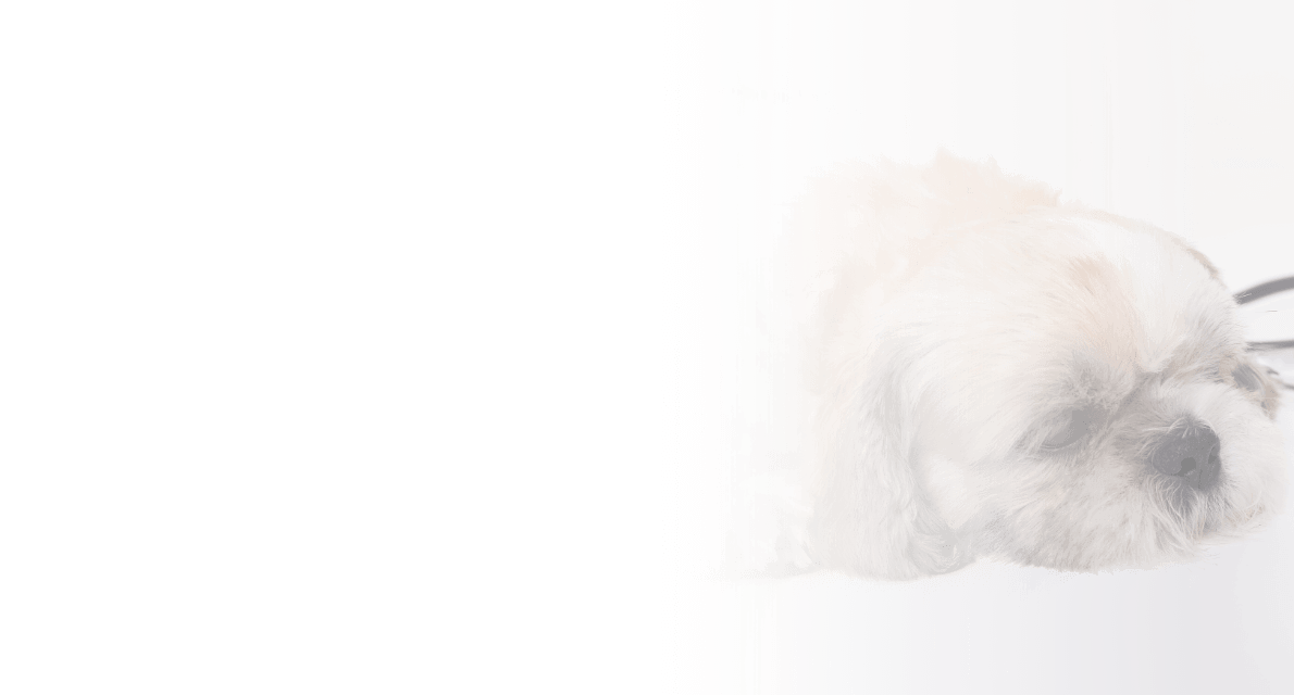 banner-cat
